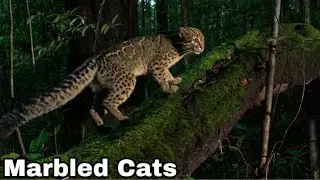 Endangered Marbled Cats: A Closer Look at This Mysterious Species