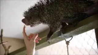 Mammals of the World: Brazilian Porcupine
