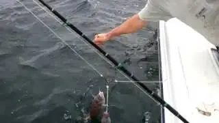 Jacksonville Fishing Charters - Fishbites
