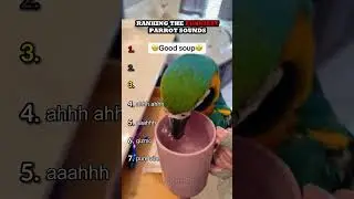 Ranking The Funniest Parrot Sounds