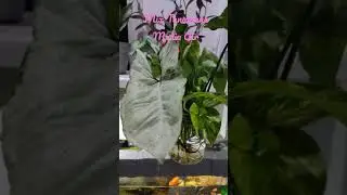 tanaman air, #mediaair #tanamanhias #tanamanindoor #tanamanaquascape , #indoorplants , #indonesia