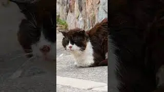 The Secret Lives Of Feral Cats Are Unbelievable