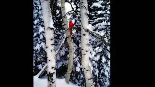 Cardinal and birch trees