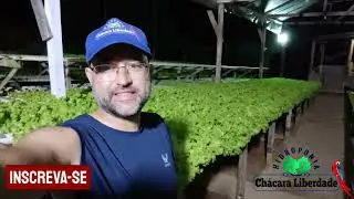 RELAÇÃO TEMPO X TAMANHO DAS ALFACES NA HIDROPONIA. AGORA VOCÊ SABE. #hidroponia #alface