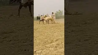 Old Agriculture Technology in Punjab