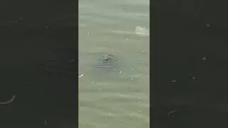 fish eat food on surface of water #fish #fishing #shortvideo #aquarium #fishfarming #sea #aqua