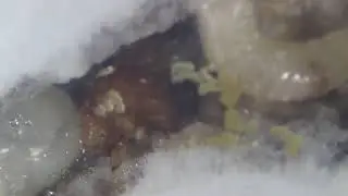 Ambrosiodmus and flavodon ambrosius