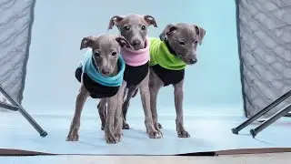 The Cutest DG Models: 3 Iggy Puppies Behind The Scenes