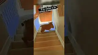 Jajaja perritos!