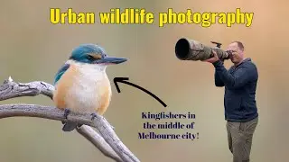 Urban wildlife photography | Sacred kingfishers