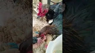 chicken feeding time @HanamitaLuzon
