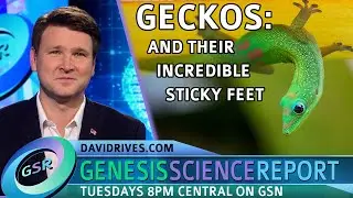 Geckos and their incredible sticky feet - GSR Kids Corner