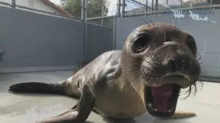 Northern Elephant Seals - Rescue*Rehabilitation*Return to the Wild