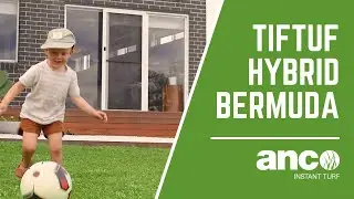 TifTuf Hybrid Bermuda Turf - Anco Turf