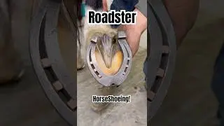 Как подковать лошадь на родстеры