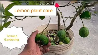 🍋How to get lots of lemon from your lemon plant 🍋🍋#plants #gardening #lemon