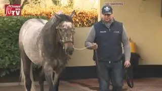 Kingston Hill - Irish Stallion Trail 2016