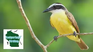 Looking for a Great Kiskadee at White Lake Wetlands Conservation Area (Louisiana)