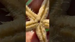 Starfish #starfish #tentacles #ocean #sea #sealife #shortvideo