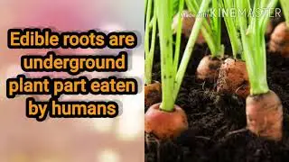Presentation on edible roots for kids