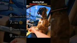 Ranking Dogs Reaction Like Human