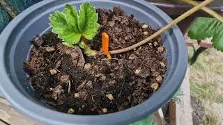 Jahody stáleplodící v červnu - množení