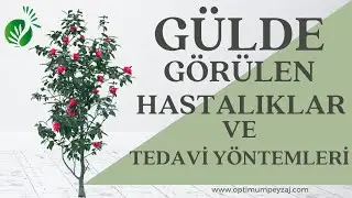 GÜLDE GÖRÜLEN HASTALIKLAR VE KULLANILABİLECEK İLAÇLAR | GÜL HASTALIKLARI | GÜL İÇİN MANTAR İLACI