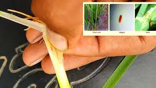 धान में गंगई ऐसे लगता है।Gall midge pest in Paddy crop।