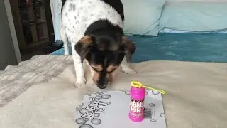 Bubble Fun with Arya The Rescue Dog