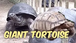 GIANT TORTOISE