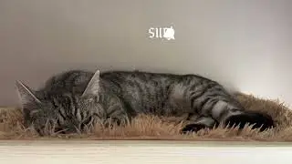 Когда любишь высоко спать / When you like to sleep on high 😻