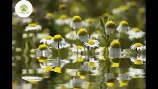 60 Minute of Stress Relief | Heal Anxiety Depression with Meditation | Love Flower Nature