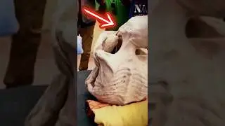 The Nazca Alien Mummies (Part 3)