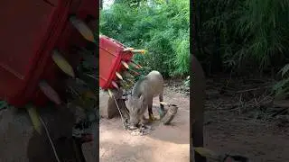 Amazing Quick Powerful Wild Pig Trap Make By Stone Vs Plastic bottle #shortvideo #wildboar #shorts