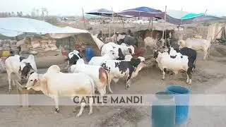 Discover Aerial and Ground glimpses of KPK block at Cattle Mandi 2023