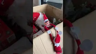 Elves Behavin Badly #holidayswithshorts