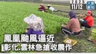 鳳凰颱風逼近 彰化和雲林急搶收農作｜#大愛新聞 #鳳凰颱風 #搶收
