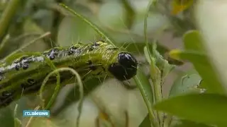 Buxusrupsen slachten massaal je mooie buxus af - RTL NIEUWS