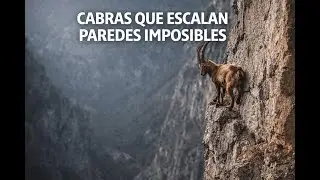Cabras escaladoras: due&ntilde;as de los acantilados