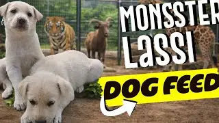 Day 1 || In My Village || #pavanvlogs #vlogs #familyvlogs #petanimals