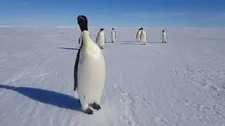 Февраль 2022 в Антарктиде