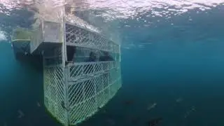 360 Great White Shark Followed By An Army Of Pilot Fish
