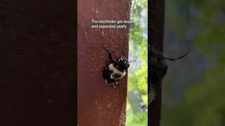 Carpenter Bee Damage? How to Spot and Fix Those Pesky Holes!#CarpenterBees  #BeeDamage