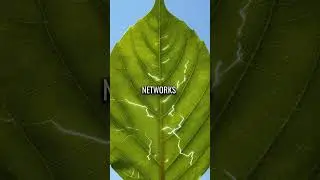 Trees Have Been Secretly Talking for Millions of Years