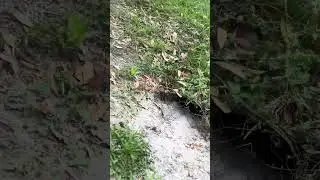 Gopher Tortoise in the Wild!
