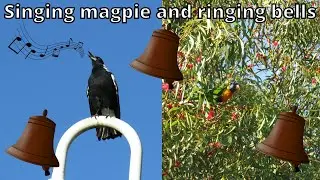 Singing magpie, rainbow lorikeets and noisy miners with Federation Bells