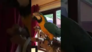 Pearla the parrot just got her bath: Sub for more bird content