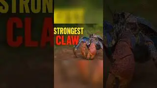 The Strongest Crab in the World 🦀 | Coconut Crab Facts #shorts