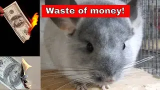 5 Chinchilla products that are a waste of money