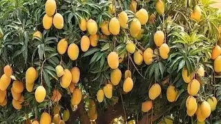 أفضل طريقة لتقليم وتفتيح شجر المانجو 🌳